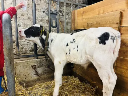 Kälber und Kühe zu verkaufen
