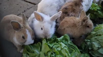 Verschiedene Kaninchen