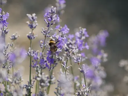 Lohndestillation Kräuter, Nadeln, Blüten
