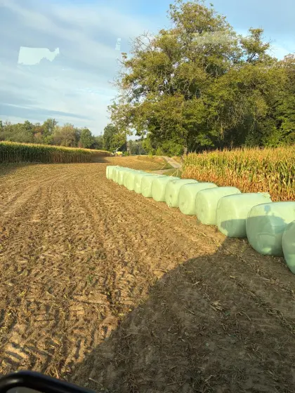 Maissilageballen, Maisballen