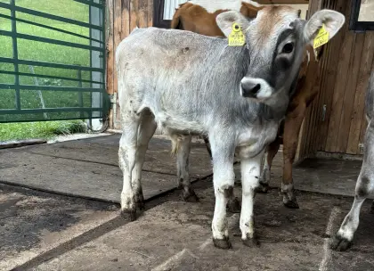 Stierkalb