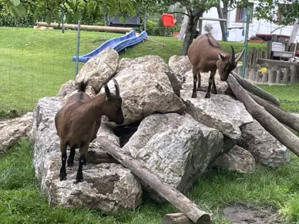 Mini-Zwergziegen