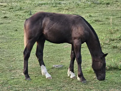 Pino Vulkan XIX, Noriker Hengst