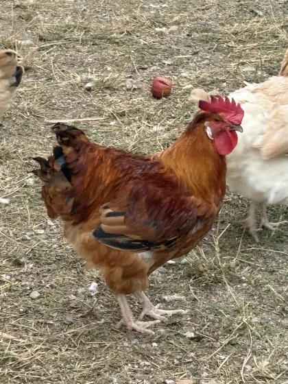 Sulmtaler Hahn