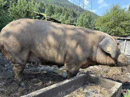 Verkaufe reinrassige Duroc-Specksau