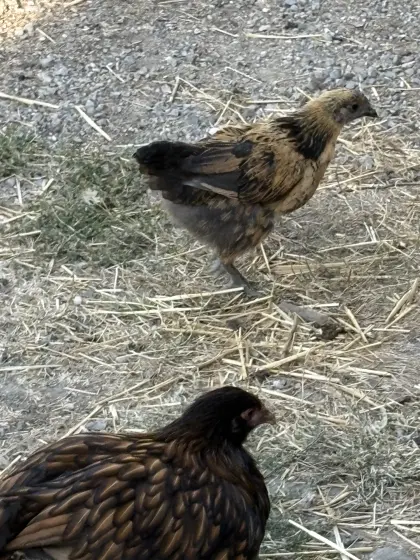 Donxiang Lukedanji Jungtiere, Tausch gegen Ayam Cemani möglich