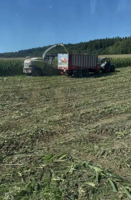 Bio-Silomaisballen mit hohem Kornanteil
