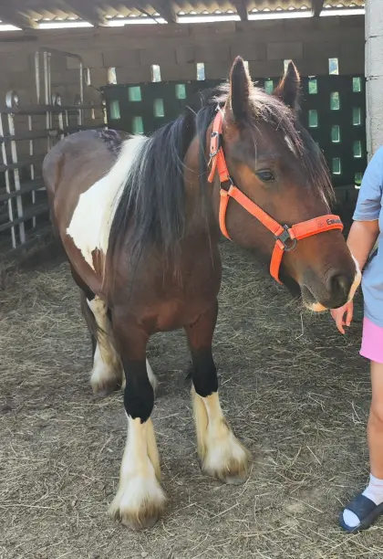 Irish Cob Hengst, Tinker