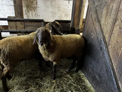 Widder braunes Bergschaf, Jungwidder 2a