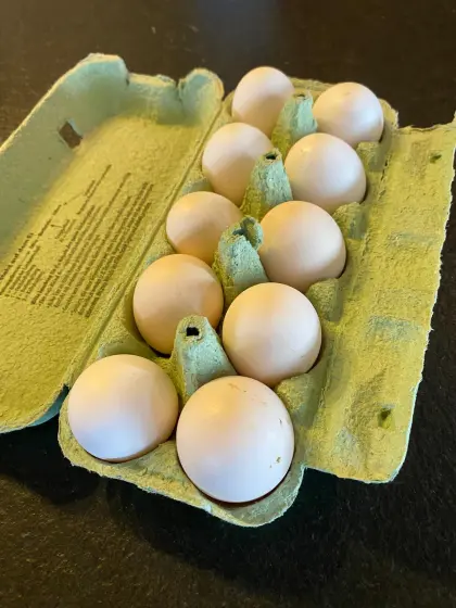 Bruteier Exchequer Leghorn