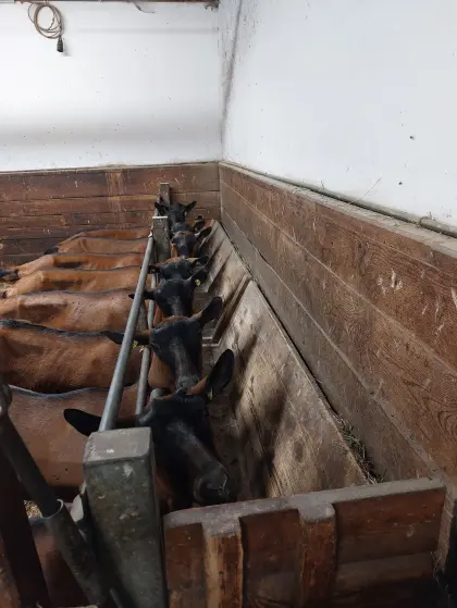 Aufstallung, Futtertisch Ziegen, Schafe