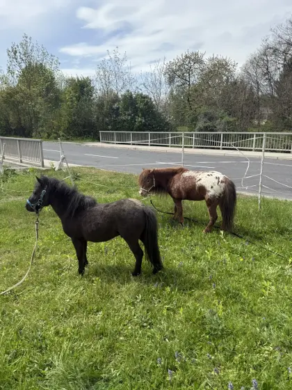 Mini-Appaloosa (13 J.) und österreichisches Minipferd (4 J.)