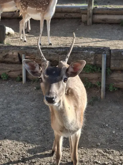 Damwildspießer und Schmaltiere