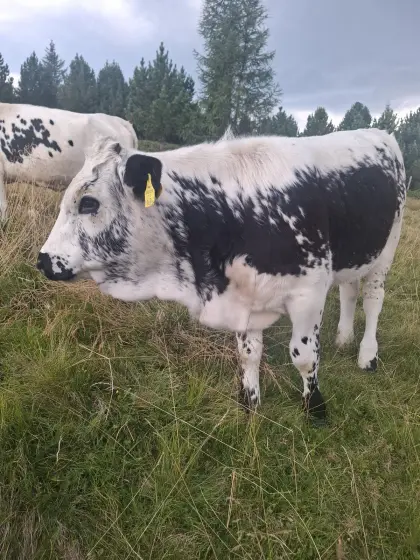 Pustertaler Sprinzen Kalbin