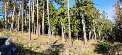 Waldverkauf