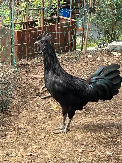 Ayam Cemani Hahn
