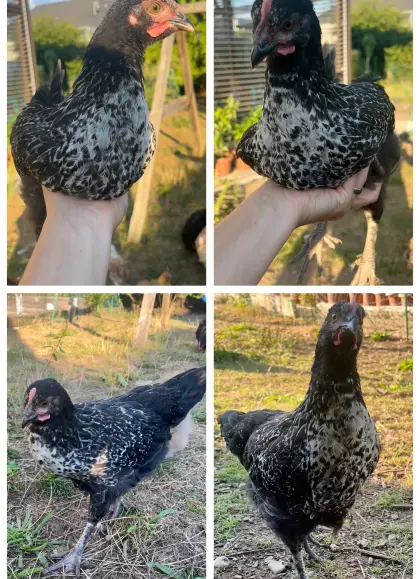 Mix-Hahn, Marans, Hahn, Huhn, Henne, Küken