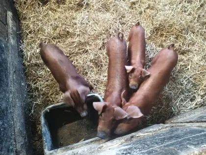 Duroc-Ferkel