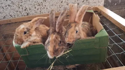 Kaninchen