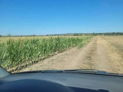 Silomais ab Feld