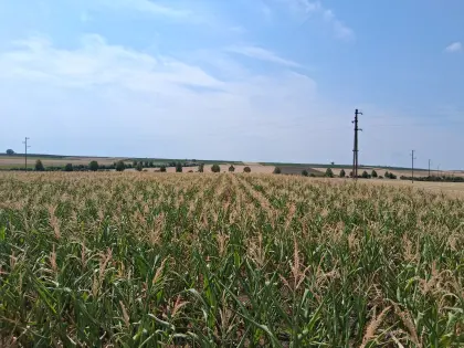 Mais ab Feld
