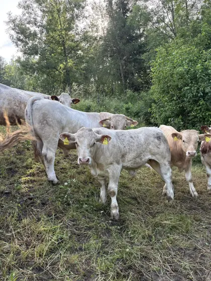 Jungstier für Zucht zu vergeben