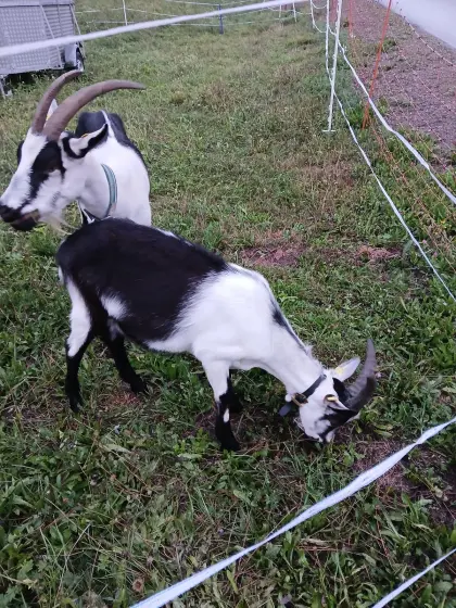 Pfauenziegenbock