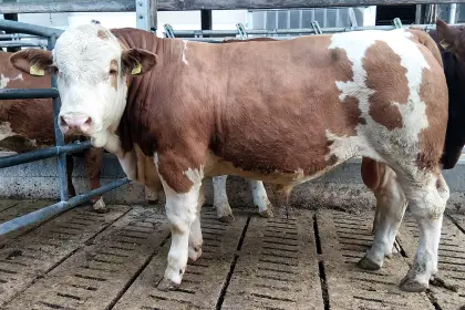 Fleckvieh-Fleisch-Zuchtstier, genetisch hornlos Nemo PP*