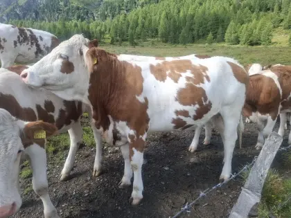Trächtige Fleckviehkalbin