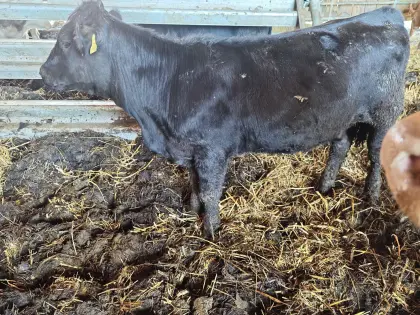 Reinrassige Aberdeen Angus Kalbinnen, Bio