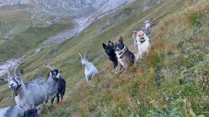 Tiroler Bergspitzwelpen