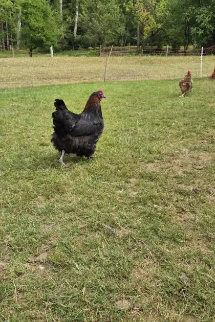 Rassehühner: Marans und Bielefelder Kennhuhn
