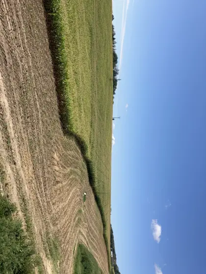 Mais ab Feld