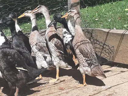 Enten
