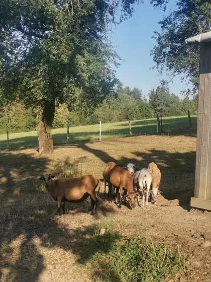 Kamerunschafe