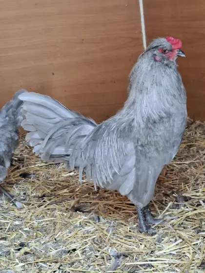 Lavender Araucana