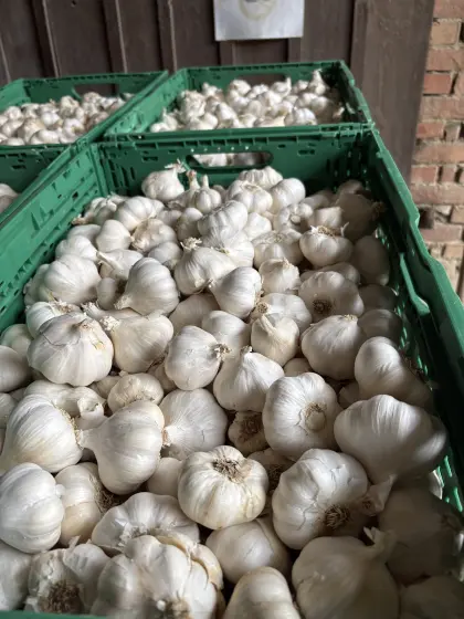 Österreichischer Knoblauch