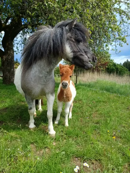 Minishetland-Hengstfohlen