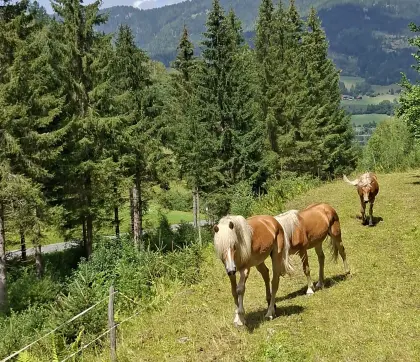 Vielversprechender Haflinger Zukunftsstar