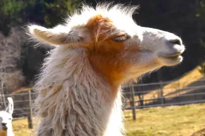 Suche Heu für Pferde und Lamas