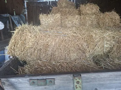 Kleine Haferstrohballen als Futter zu verkaufen, ca. 120 Stk.