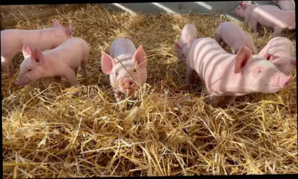 Bio-Ferkel