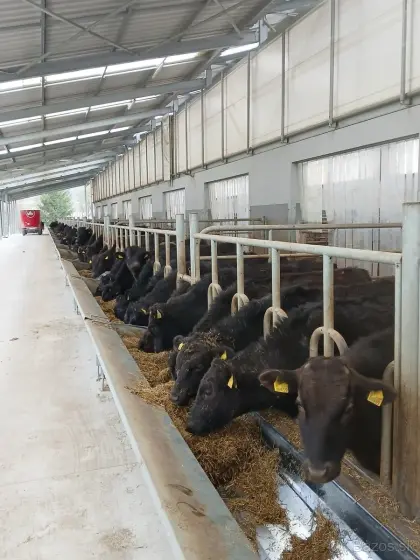 100 % Wagyu