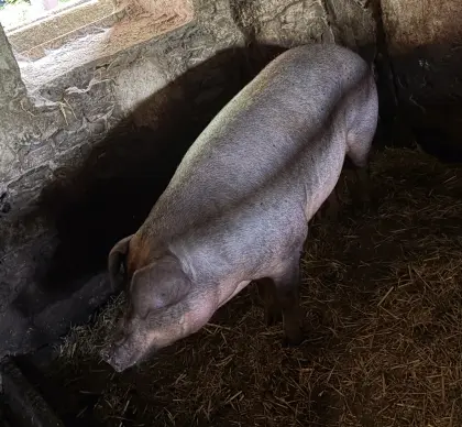 Duroc-Specksau