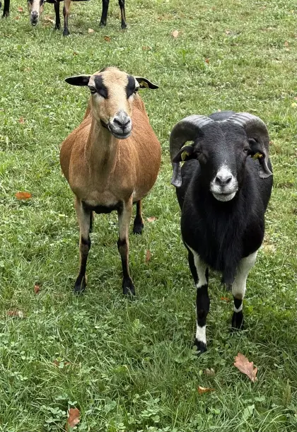 Kamerunbock