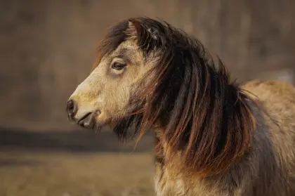 Mini-Pony-Stute