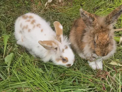 Kaninchen