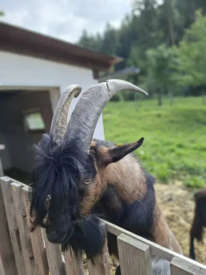 Ziegenbock