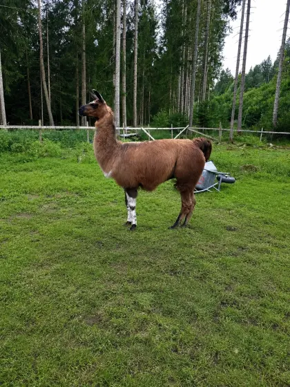 Lama oder Alpaka
