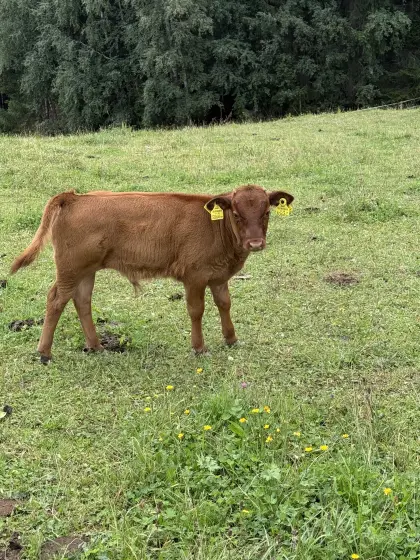 Mini Galloway